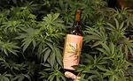 Rebel Coast Sauvignon Blanc Cannabis-Infused, Alcohol-Removed Wine