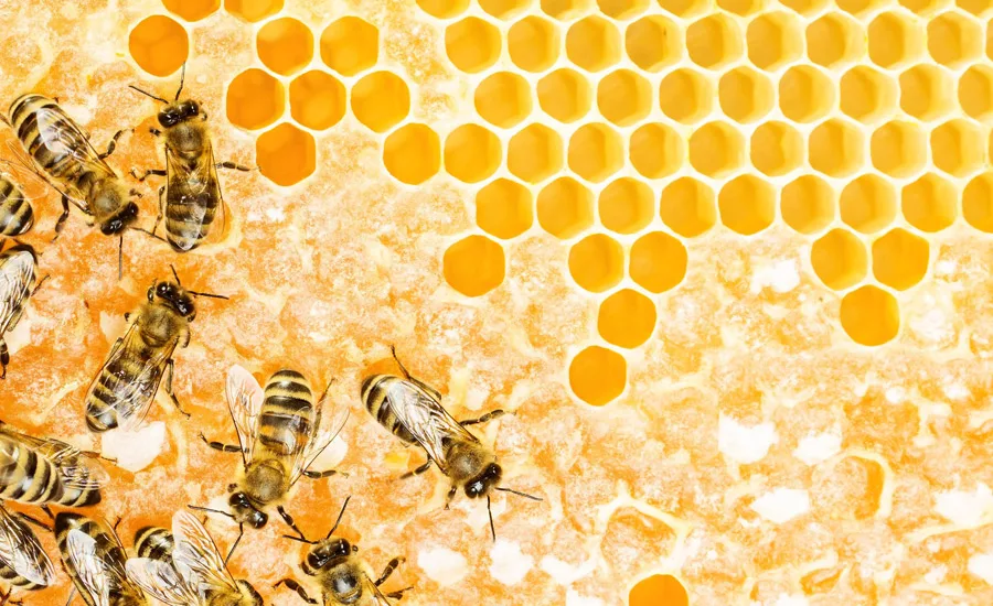 BellFlavors_Bees_900