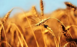 Yellow_Wheat_900