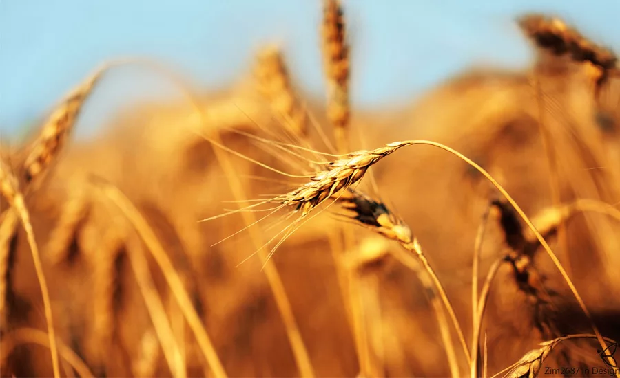 Yellow_Wheat_900