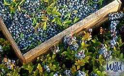 WildBlueberries_Crate_900
