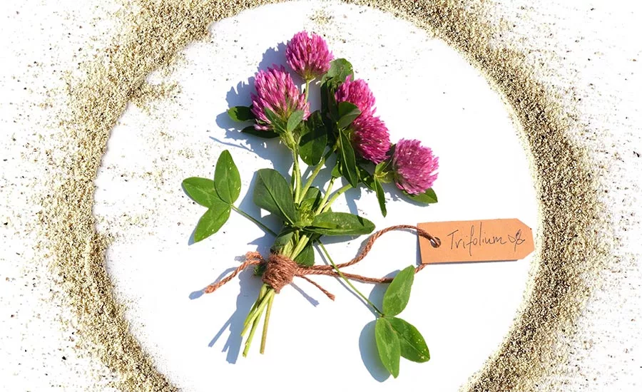 SunGarden_RedCloverFiber.jpg