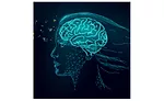 Lipogen_Brain-Nootropics.jpg