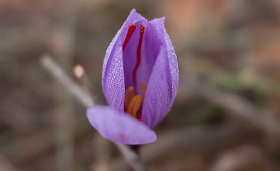 saffron_flower_Pharmactive.jpg