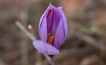 saffron_flower_Pharmactive.jpg
