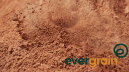 EverGrain: On-Trend Fiber, Protein