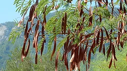 Nexira_CarobTree21_780