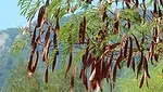 Nexira_CarobTree21_780