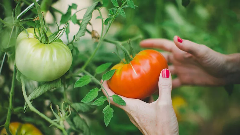 LycoRed_Tomato_780.jpg