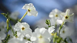 PetuniaFlower_780.jpg
