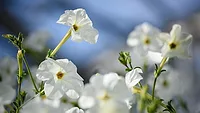 PetuniaFlower_780.jpg