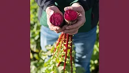 GNT_Beet_780.jpg