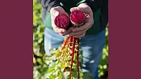 GNT_Beet_780.jpg