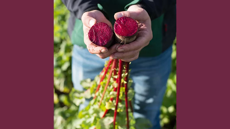 GNT_Beet_780.jpg
