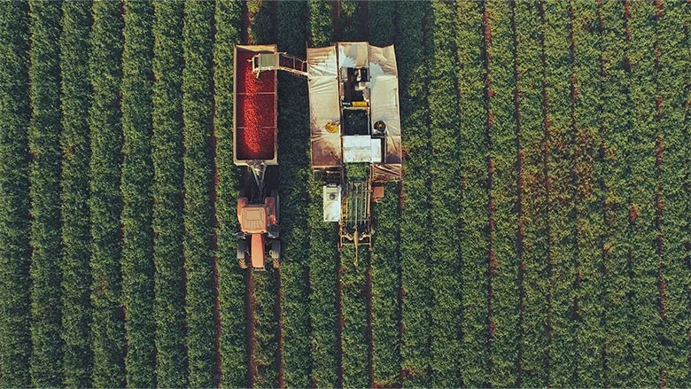 LycoRed_Farm_0722_780.jpg