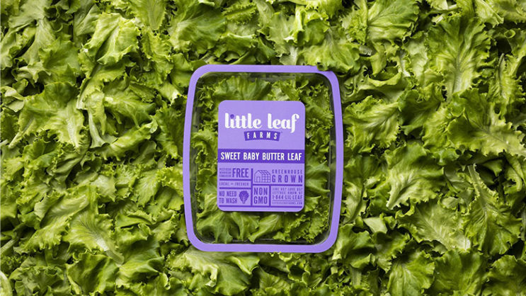 Little Leaf Farms Baby Crispy Green Leaf Lettuce - 8 oz pkg