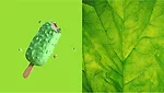 SunChem_Green_780.jpg