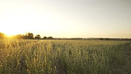 Ahiflower_22_780.jpg