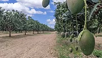 Mango_PRA_780.jpg