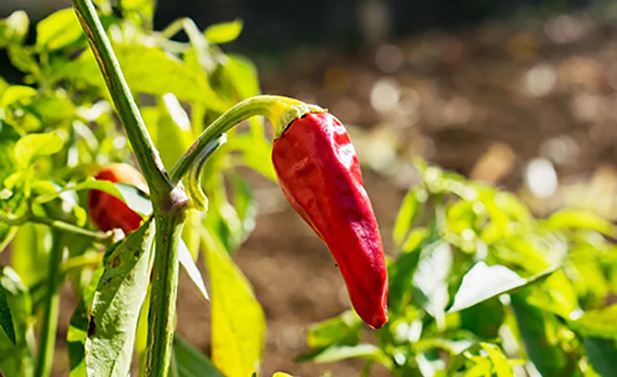Zeaxanthin-pepper_OmniActive.jpg