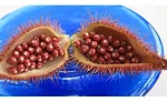 annatto_ARN.jpg