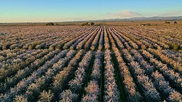 KindSnacks_Almonds_780.jpg