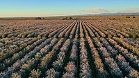 KindSnacks_Almonds_780.jpg