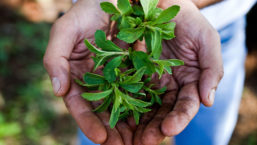 Stevia leaves held in hands