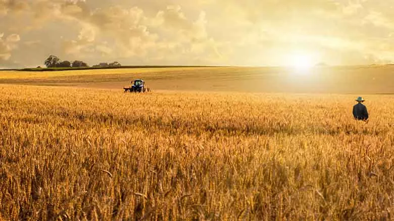 Nestle Wheat Field