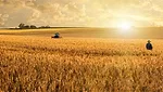 Nestle Wheat Field