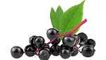 Elderberry bunch with leaf