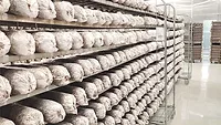 KAAPA Biotech New Cultivation Facility