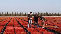 Traina Farm 