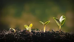 Progressive Plant Sprouts