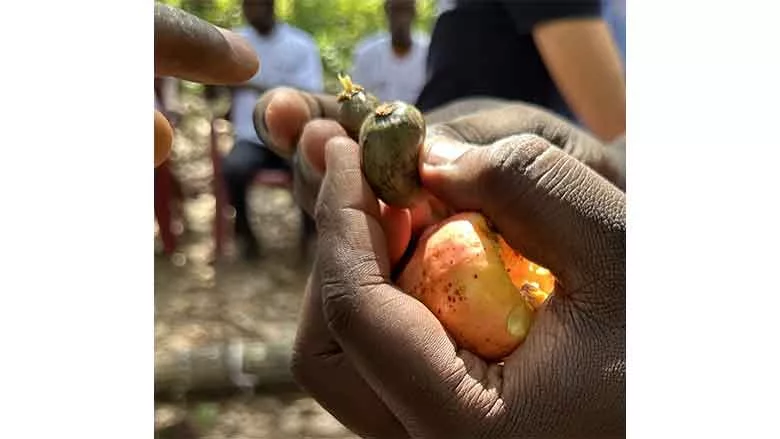 Cashew Project farmer holding crop
