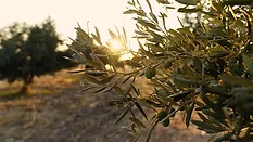 Oligen Olive Branch 