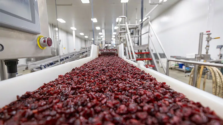 baked and sliced cranberries on conveyor