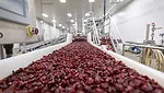 baked and sliced cranberries on conveyor