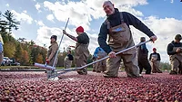 Editor in Cranberry bog