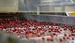 cranberry factory cleaning