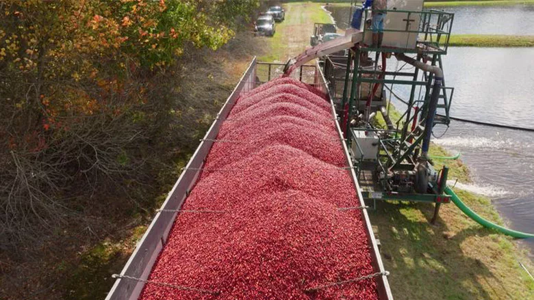 truck filling beside bog