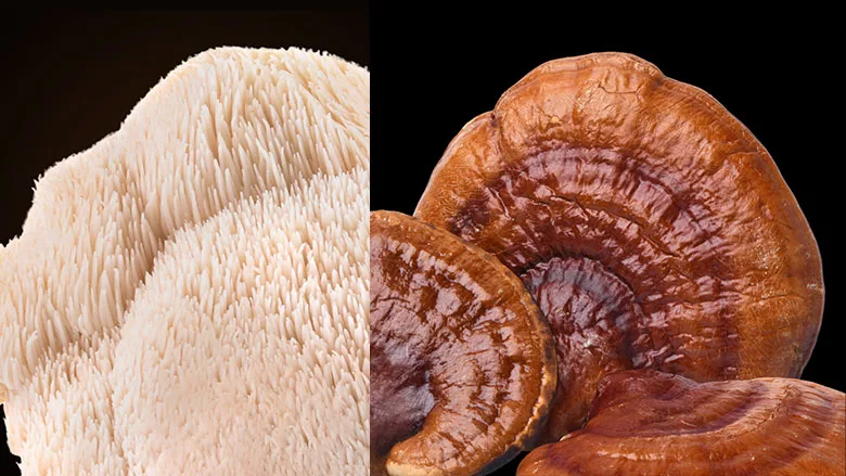Lions Mane and Reishi Mushrooms 