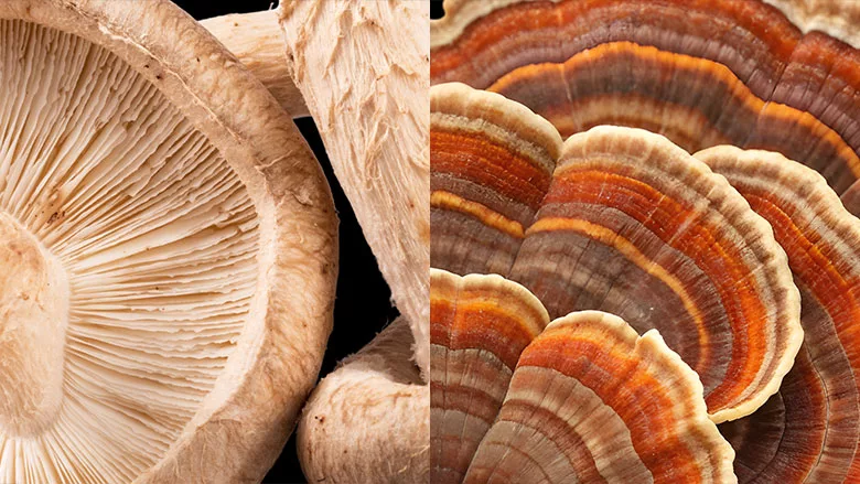 Shitake Turkey Tail Mushrooms 