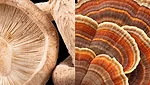 Shitake Turkey Tail Mushrooms 