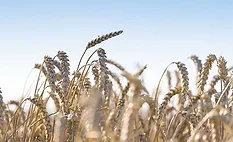 Puratos Regen Wheat 