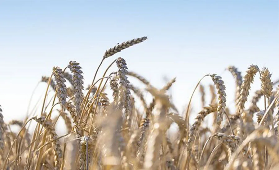Puratos Regen Wheat