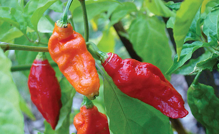 Recent studies indicate compounds in chili peppers could have the potential to boost  metabolism and increase fat burning