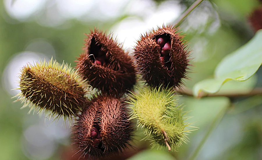 Vitamin E from annatto contains a minimum of 70% tocotrienols and no tocopherols