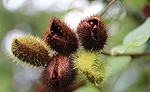 Vitamin E from annatto contains a minimum of 70% tocotrienols and no tocopherols