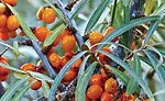 Sea buckthorn berries have about as much vitamin E as wheat germ